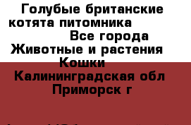 Голубые британские котята питомника Silvery Snow. - Все города Животные и растения » Кошки   . Калининградская обл.,Приморск г.